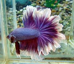 Type Of Betta Fish If You Are Like Me And Have A Strong Passion For Freshwater Aquariums You Have Probably Considered Incorporatin Beta Fish Betta Fish Betta