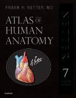 Antique anatomical print from 1890 technique: Best Muscle Anatomy Book Booktopia
