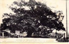 A Postcard Of Richard S Oak Rising Sun Md Unmailed Postcard Source Personal Collection Rising Sun Maryland Sunrise Cecil County