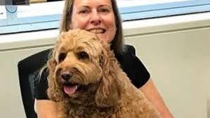 Howl of outrage as Curtin University makes George the therapy dog redundant 