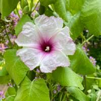 Image result for Ipomoea verbascoidea