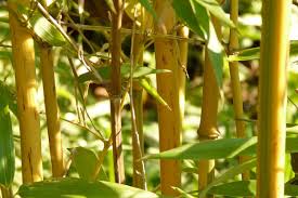 Some bamboo plants leaves turn yellow naturally due to weather changes and some like phyllostachys aurea (golden bamboo), and phyllostachys edulis moso would have yellow leaves in spring. Yellow Bamboo Plant Bamboo Plants Hq