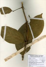 Image result for Belonophora coffeoides