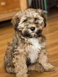 Not the color of the puppy Tibetan Terrier Intelligent Mischievous Dedicated To Its Family Its Sensitivity To The Moods Of Its Owners Makes This Dog An E Tibetan Terrier Dogs Terrier