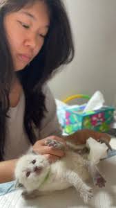 Helping Foster Kittens Pee and Poop 💩