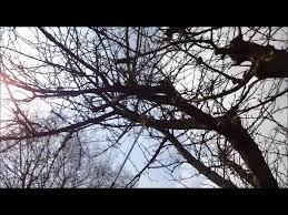 Gurney's has a long history of working with apple breeding programs throughout the country and selecting apple varieties that are tops in flavor, ease of growing and disease resistance. Pruning A Large Old Apple Tree Youtube