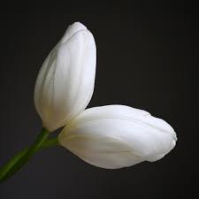 Best flowers for valentine's day besides roses. Best Flowers For Valentine S Day Besides Roses Cloverhome