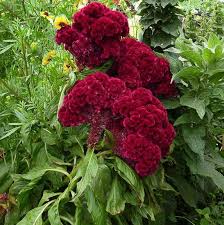 30 Celosia Cristata Cockscomb Cramer S Etsy In 2020 Celosia Plant Celosia Flower Plants