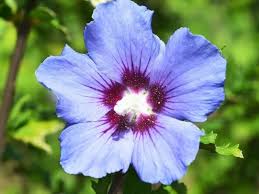 40 types of blue flowers with pictures flower glossary. Top 55 Beautiful Types Of Blue Flowers With Names And Pictures Florgeous