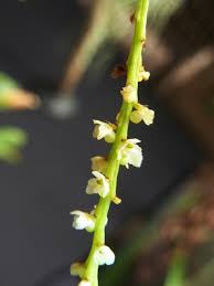 Image result for Microcoelia physophora