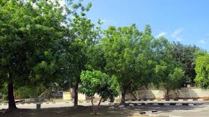 Image result for Azadirachta indica