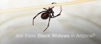 She's black and now has no 'spouse' so she's a black widow. Are There Black Widows In Arizona