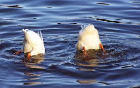 Ducks are closely related to swans and geese, which are in the same family. Duck Diet Best Foods For Ducks Mossy Oak