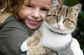 Piedmont Hills Animal Hospital