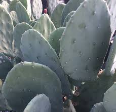 Maybe you would like to learn more about one of these? Opuntia Cacanapa Ellisiana Cactus Cactus Pads Spineless Prickly Pear Cactus Gardening Plants Plants Kromasol Com