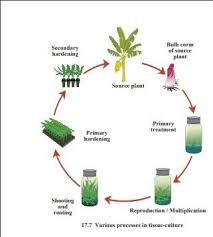 Check spelling or type a new query. With Diagram Explain Various Processes In Tissue Culture Biology Topperlearning Com 8zzgqbnn