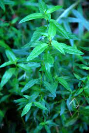 Willow Herb Great In Salad Can Be Eaten Raw Or Cooked Edible Wild Plants Edible Plants Aromatic Plant