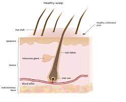 It also claims to stimulate, soothe, and heal the scalp and hair follicles with green tea, sage, and ivy extracts — neat! Why Why Clogged Hair Follicles Thin Your Hair And What You Can Do