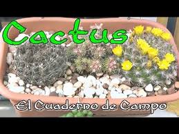 Los cactus pueden ser plantas ornamentales. Por Que Se Mueren Los Cactus Youtube