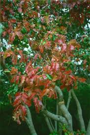 Image result for Tetradenia galpinii