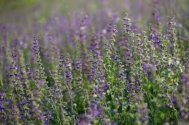 Irish wildflowers will also grow in ireland. 5 Best Perennial Flowers For Colorado