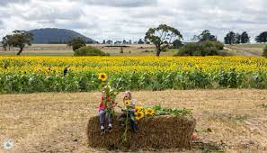 To 6 p.m., closed monday and tuesday this purcellville farm is currently busy weeding, planting, and prepping for the upcoming season; Pick Your Own Sunflowers Dunnstown