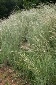 Image result for Dichanthium sericeum