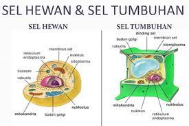 We did not find results for: Struktur Jaringan Hewan Dan Tumbuh Lancang Kuning