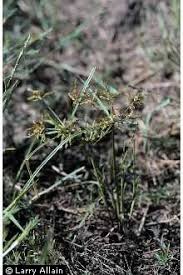 Image result for Cyperus sp.no.8