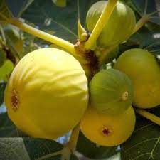 Белый инжир