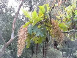 Image result for Bocconia