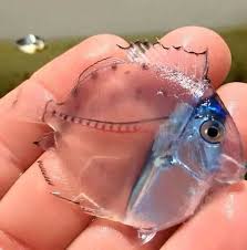Amazing Transparent Fish Caught In New Zealand Seas Transparent Fish Animals Beautiful Animals