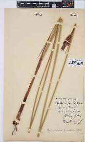 Image result for Kyllingiella microcephala