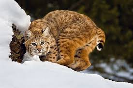 Bobcats are common wild animals found across the united states. Bobcat Cute Animals Animals Animals Wild