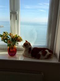 If you just can't keep your cat childproofing window latches are a great option to make your screen more secure, and to protect your screens from cats, apply an herbal scratch repellent spray to the area once a day until the cat. Flat Cats Window Protection Screens For Cats