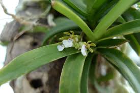 Image result for Hypoestes triflora