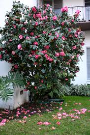 I Have To Have At Least One Camelia Bush There Were Two In My Grandparents Front Yard Memories Flowers Perennials Flower Garden Garden Front Of House