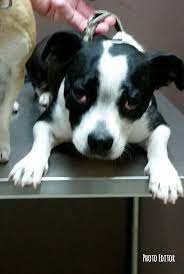 Adopt a dog or adopt a cat and you'll have a friend for life. Adopt Oreo On Petfinder Dog Adoption Cat Adoption Pet Care Printables