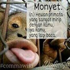 Comma Wiki Monyet Lucu Meme Gambar Lucu