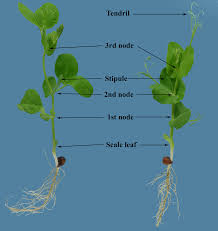 A Visual Guide To Key Stages In The Growth And Maturity Of