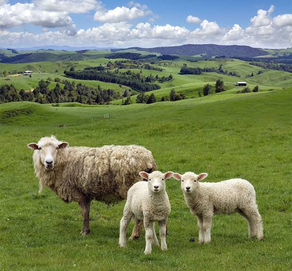Lamb | Sheep, Meat, Chops, Definition, Flavor, & Cuts | Britannica