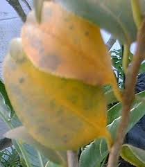 The camellia can be lacking of sunlight (a camellia must have a minimum of sun to bloom, quantity a camellia needs water. Camellia Yellow Leaves With Brown Spots