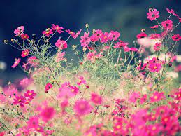 Pin On Flowers