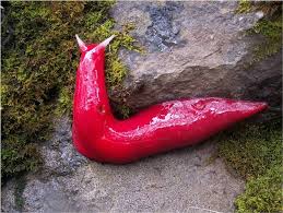 Image result for Warneckea cordiformis