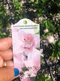 21,257 likes · 4 talking about this. Lowe S Nursery Pink Balloon Flowers 4 For Quart Facebook
