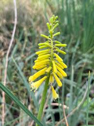 Image result for Kniphofia grantii