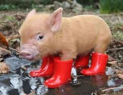Top 10 Pictures Of Pigs In Boots Shoes Paperblog Cute Animals Animal Humour Cute Baby Animals