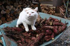 さつまいも かご猫 猫 おもしろい猫