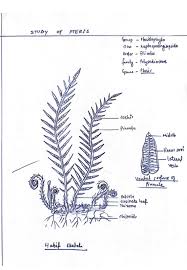 Image result for Pteris