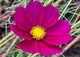 Image result for Asteraceae